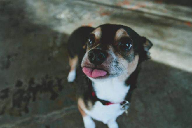 Malá čivava vyplazuje jazyk do objektívu